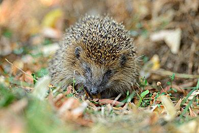 SE转变态度 对生成式AI的使用将更加谨慎